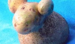 蜂蜜小羊爆料怎么做的视频,自制美味蜂蜜小羊的秘籍分享